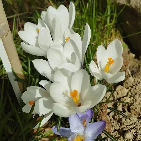 Nyaraló Tatra Homes Z Jacuzzi